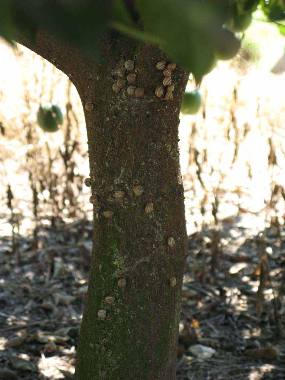            Bark (Winter Haven, FL)      